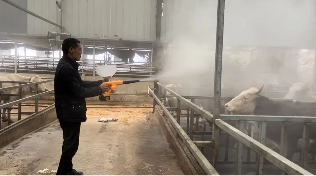 肉牛驱虫最佳方法,肉牛驱虫用什么样的驱虫药好