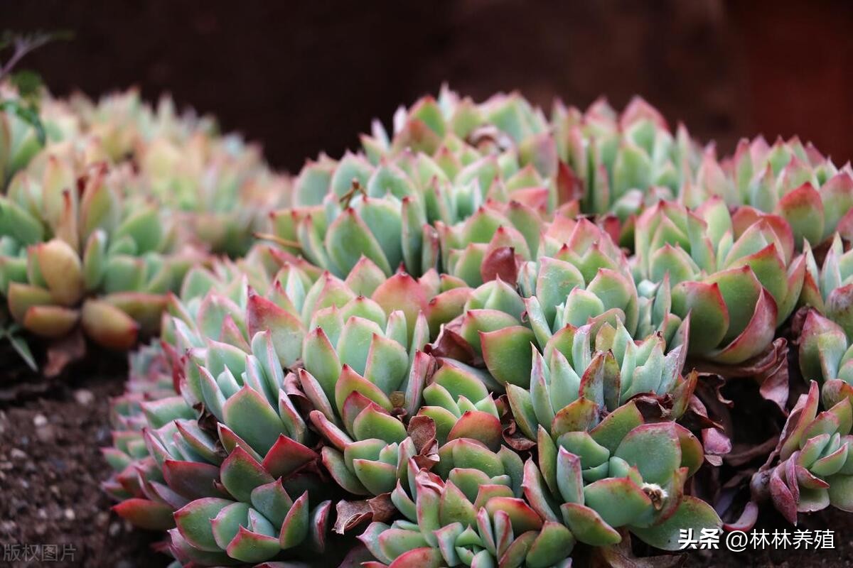 多肉植物发芽后怎么办,多肉植物发芽