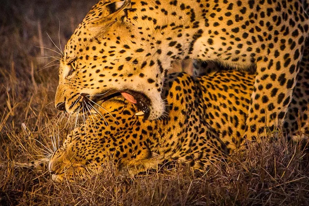 男性为什么喜欢女生呢,男性喜欢女性哪些特质