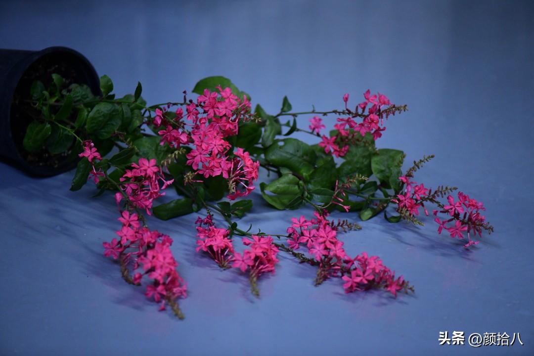 天冷怎么注意植物冻死,植物怕冷怎么过冬