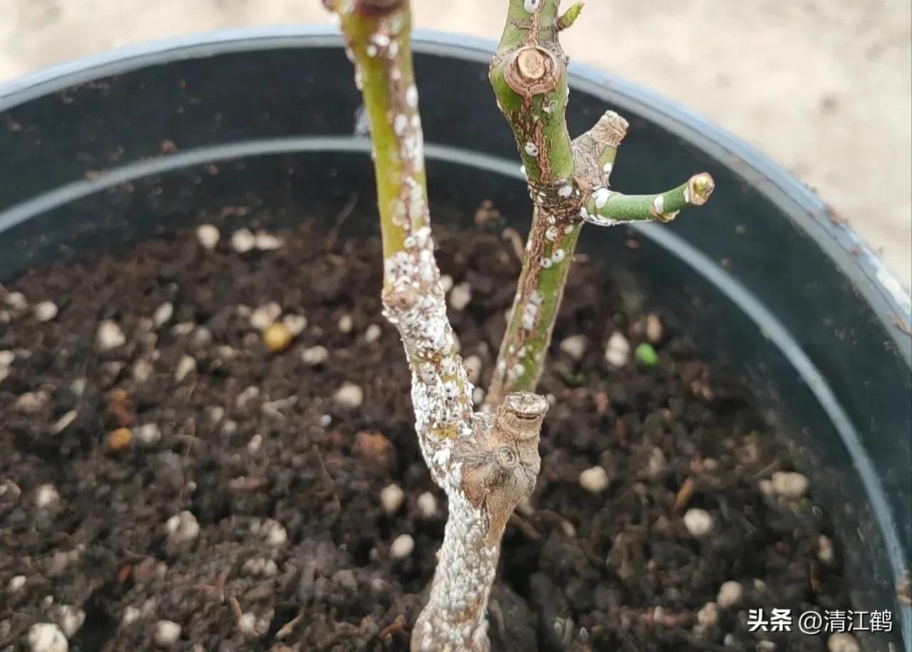 蚧壳虫专用杀虫剂使用方法,蚧壳虫专用花卉杀虫剂