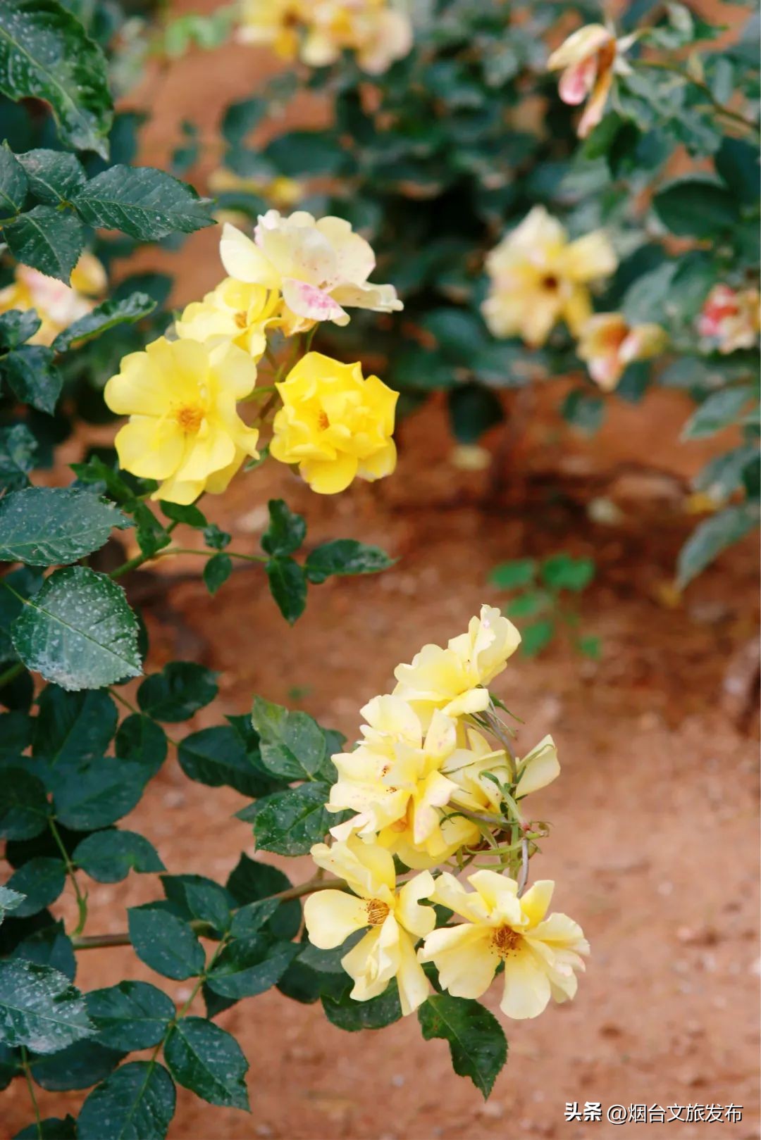 烟台值得去的公园,烟台旅游指南探索烟台最美景点