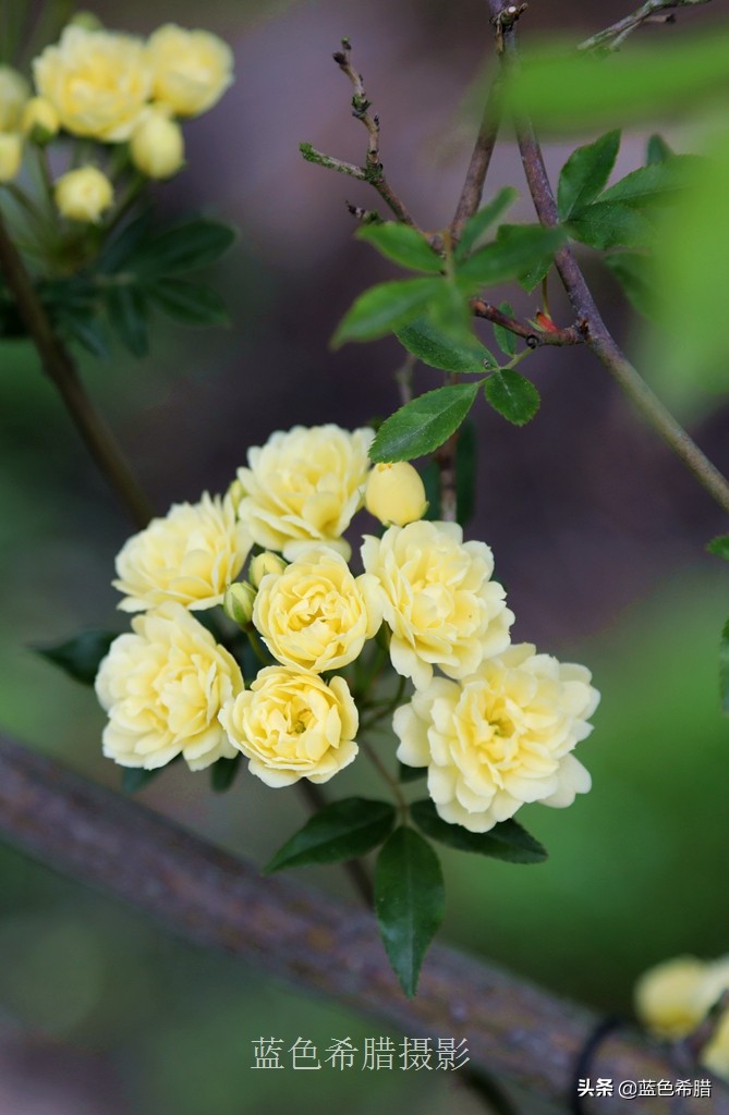 花花草草怎么拍出高级感,如何拍出惊艳的花卉