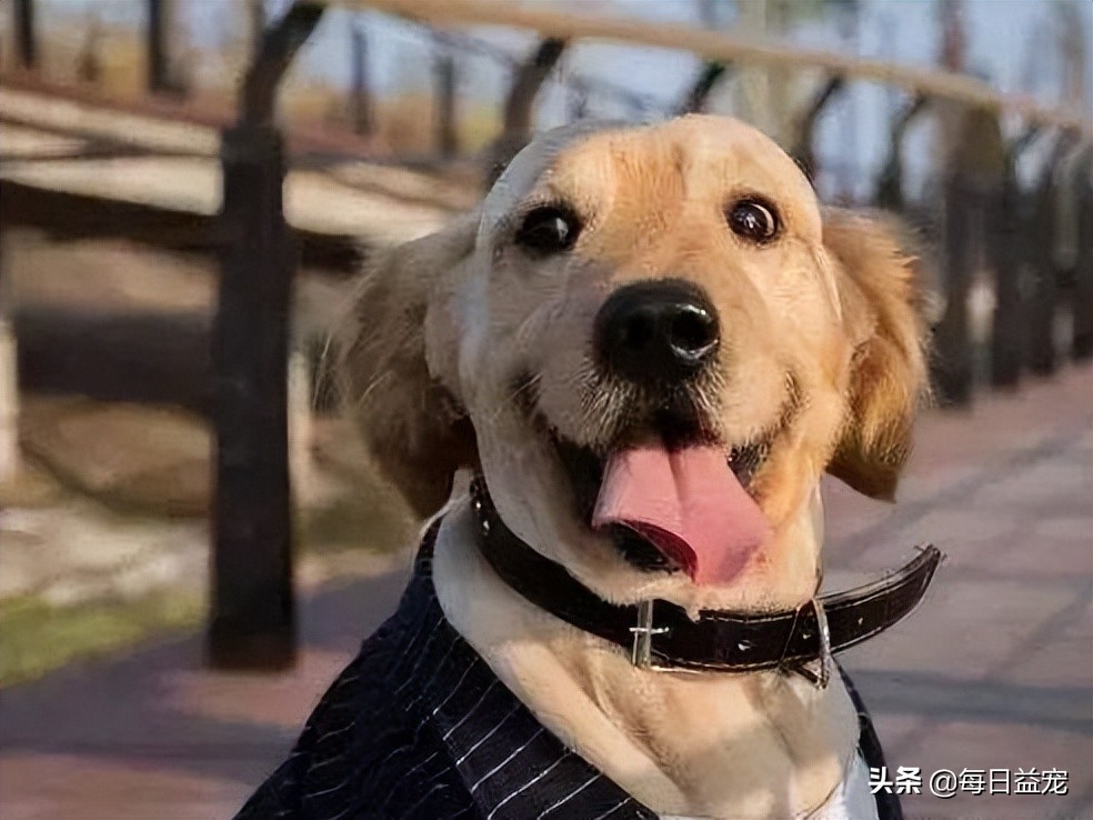 狗狗要绝育了需要注意什么,狗狗一定要绝育吗