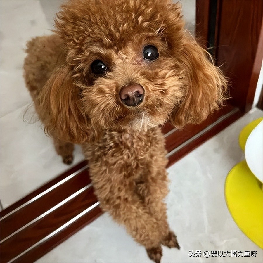 泰迪狗粮哪种既好又便宜,皇家狗粮5个月泰迪营养狗粮