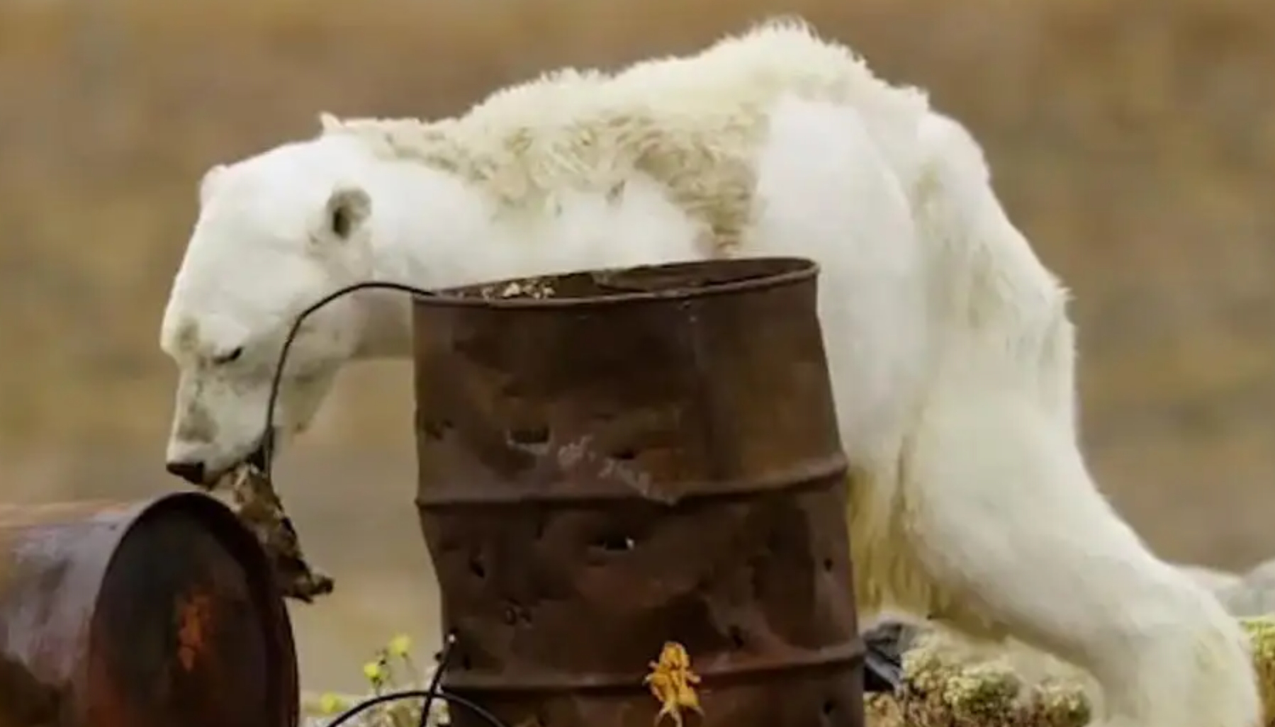 北极圈出现了38度罕见高温,北极圈温度升高到38度