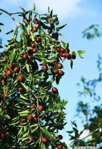 我家的枣树二年级上册阅读,我家的枣树一年级阅读理解