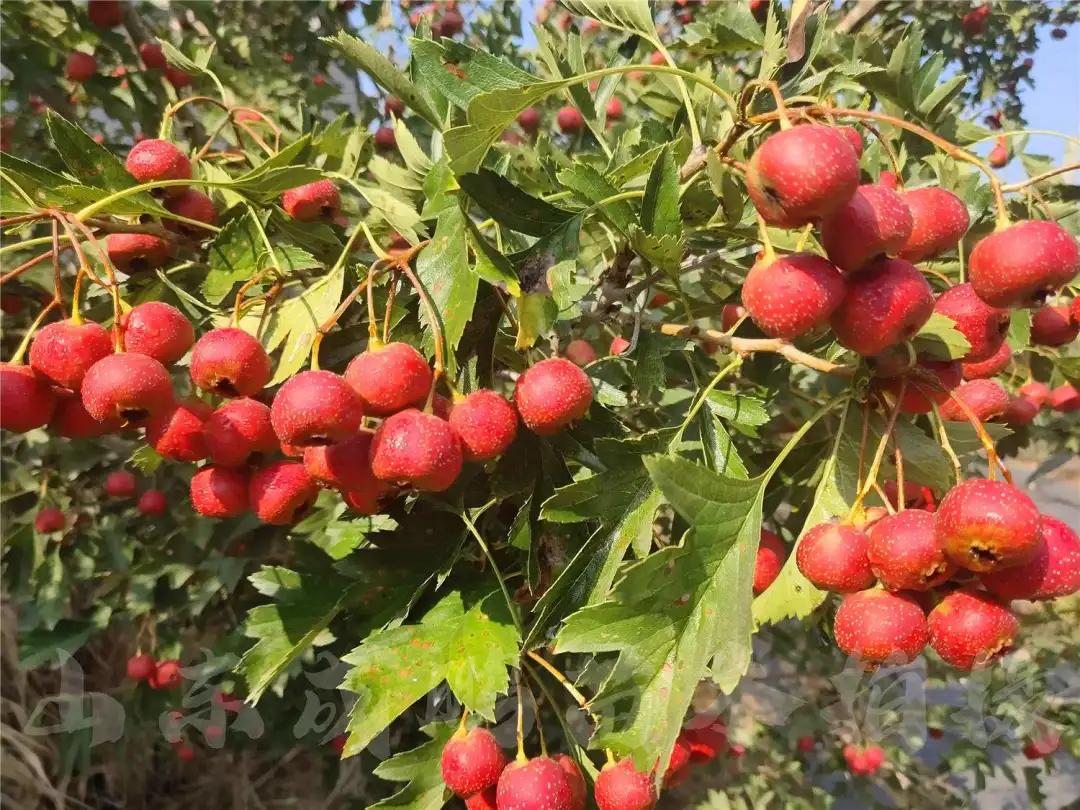 山楂都有什么功效和作用,山楂都有哪些功效和作用禁忌
