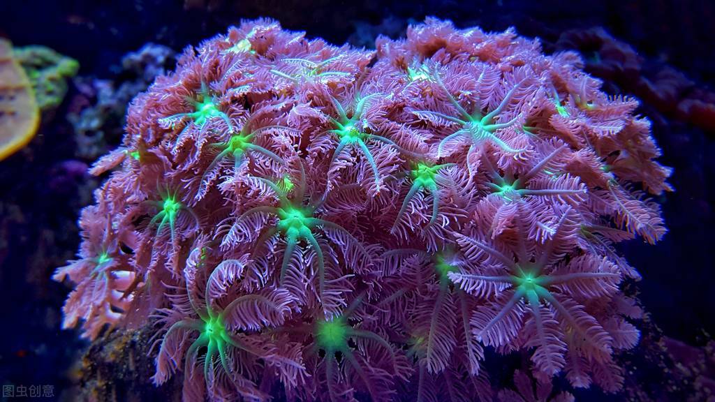 水陆缸水草缸原生缸哪个好打理,除了水草缸还能养什么缸