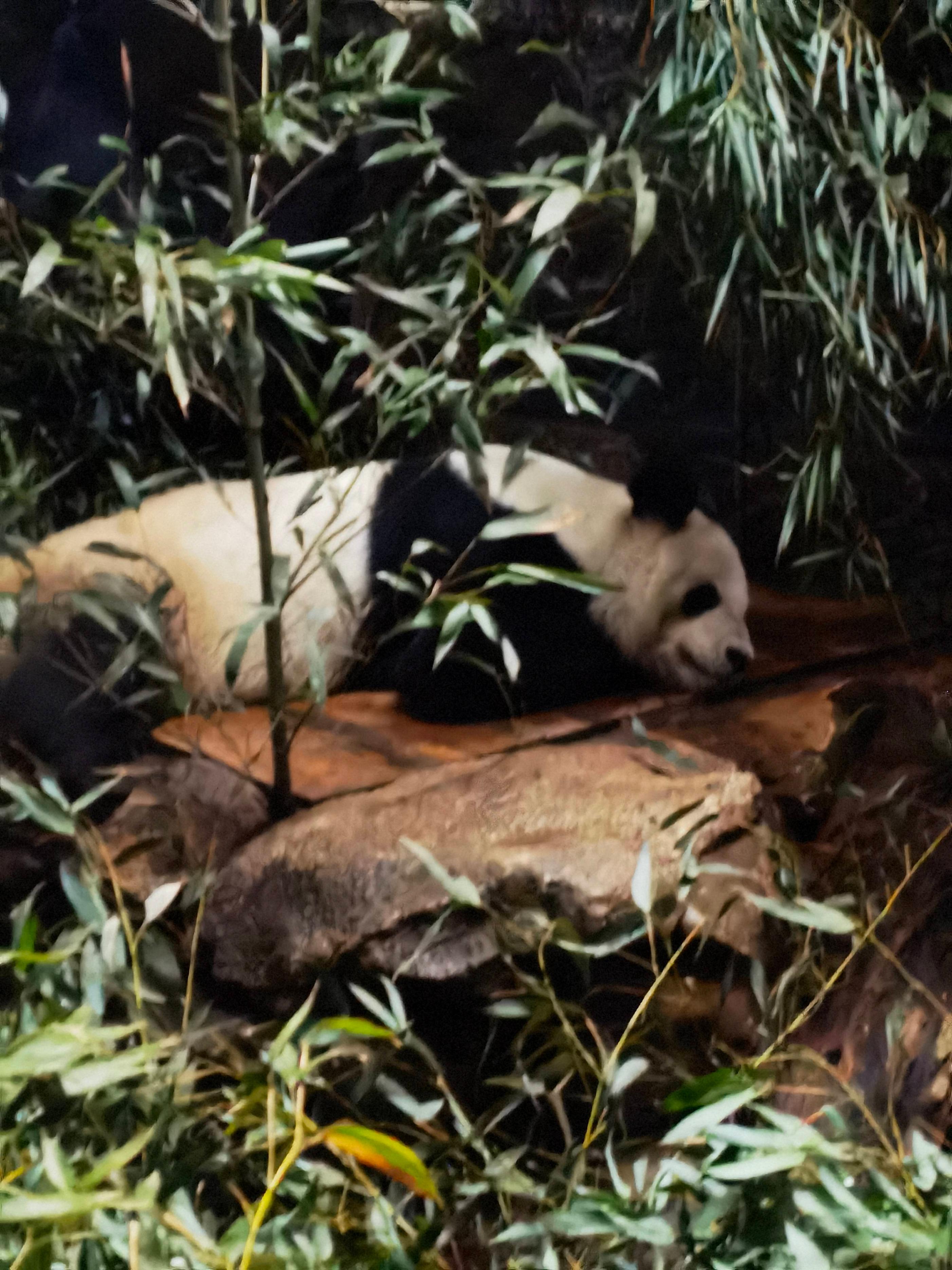 熊猫吃的竹子是什么植物,熊猫吃竹子不会被割伤吗