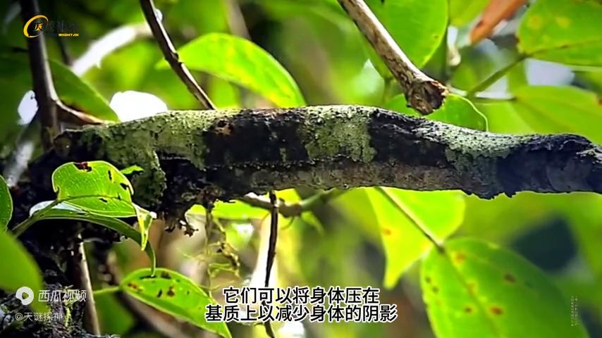 他们在丛林中的发现震惊了所有人