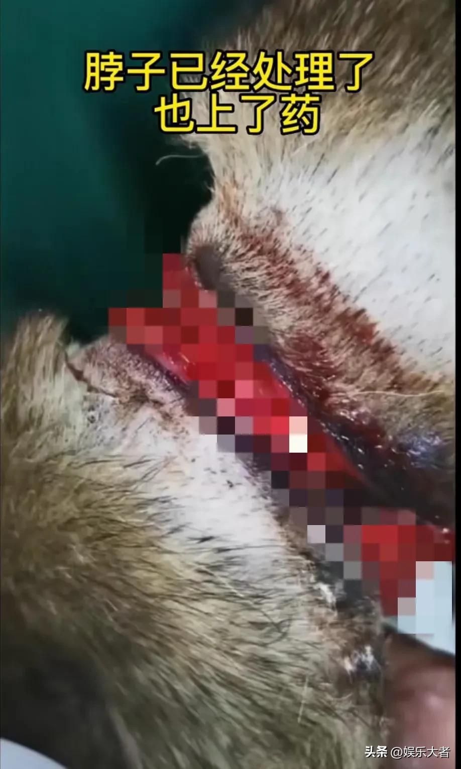 被虐待的网红狗现状,被虐待的网红狗现在怎么样了