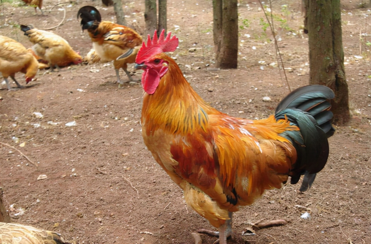 蜈蚣和公鸡谁最强,公鸡为什么能打败蜈蚣