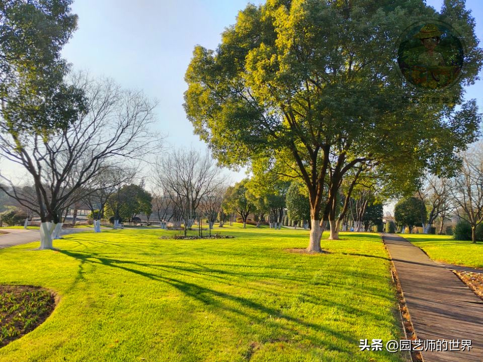 疏林草地的作用,疏林草地效果图