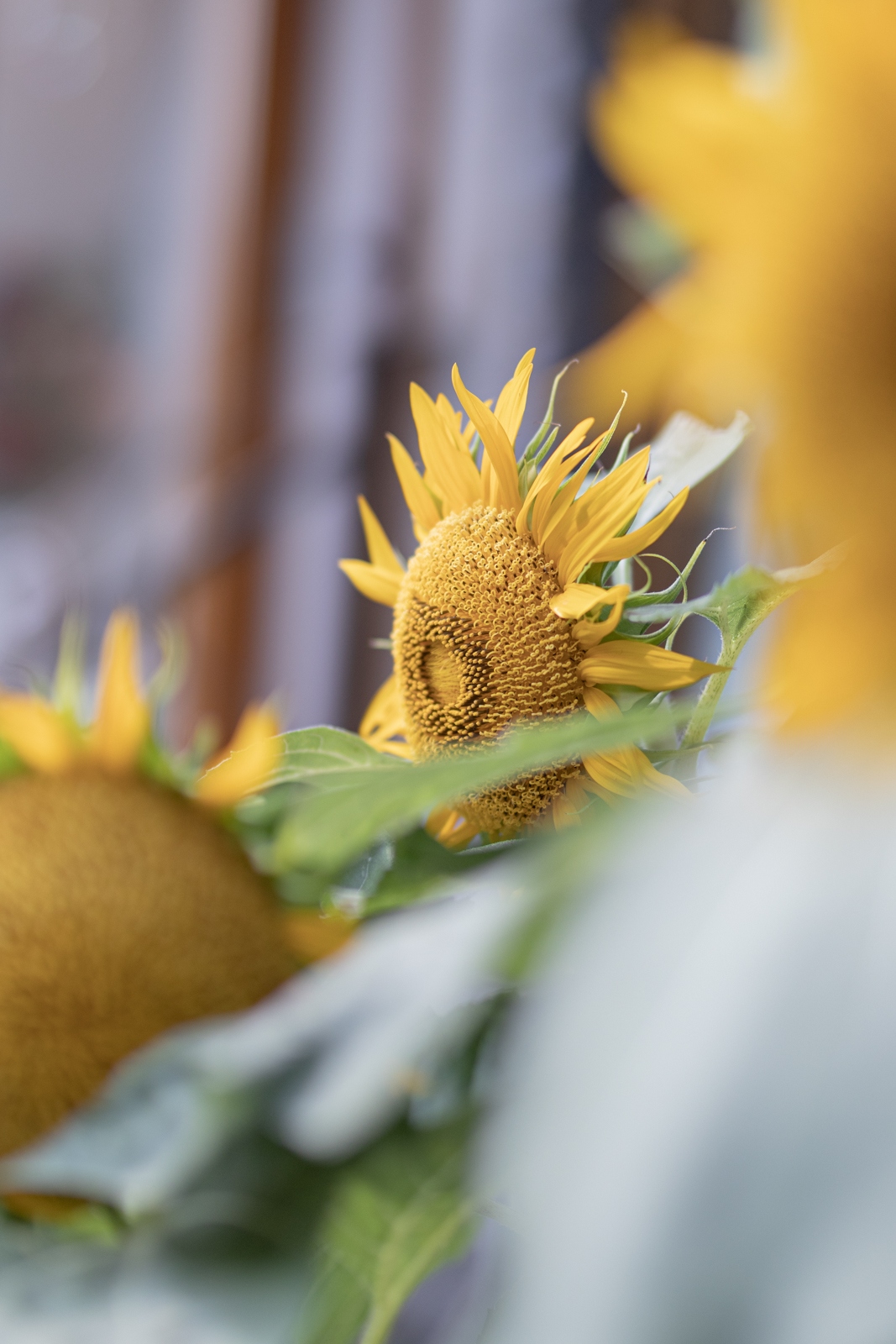 佳能eosr10实拍效果,佳能eosr10怎么样