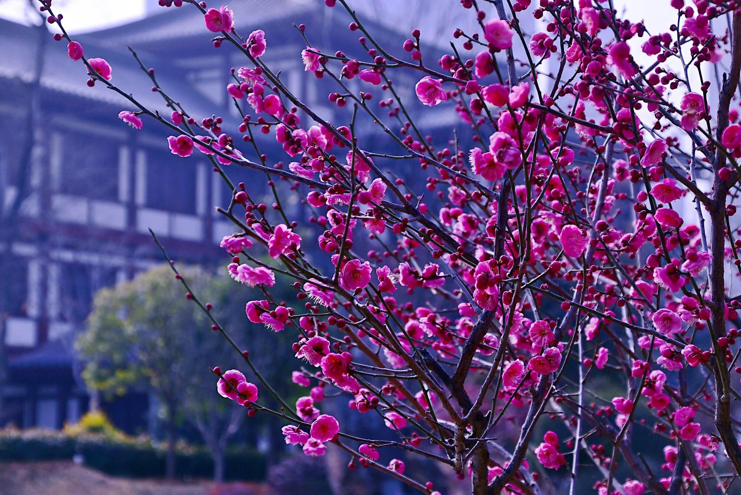 花卉摄影秋日的浪漫,花卉摄影春暖梅花开