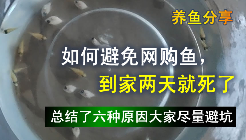 网上买的鱼如何预防死,网购鱼到家躺了怎么救