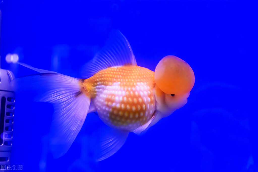 金鱼可以和热带鱼一样养么,新手金鱼和热带鱼哪个好养