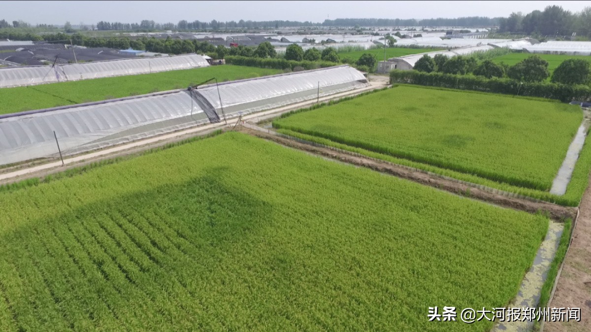 以色列蔬菜品种,以色列农业实验室