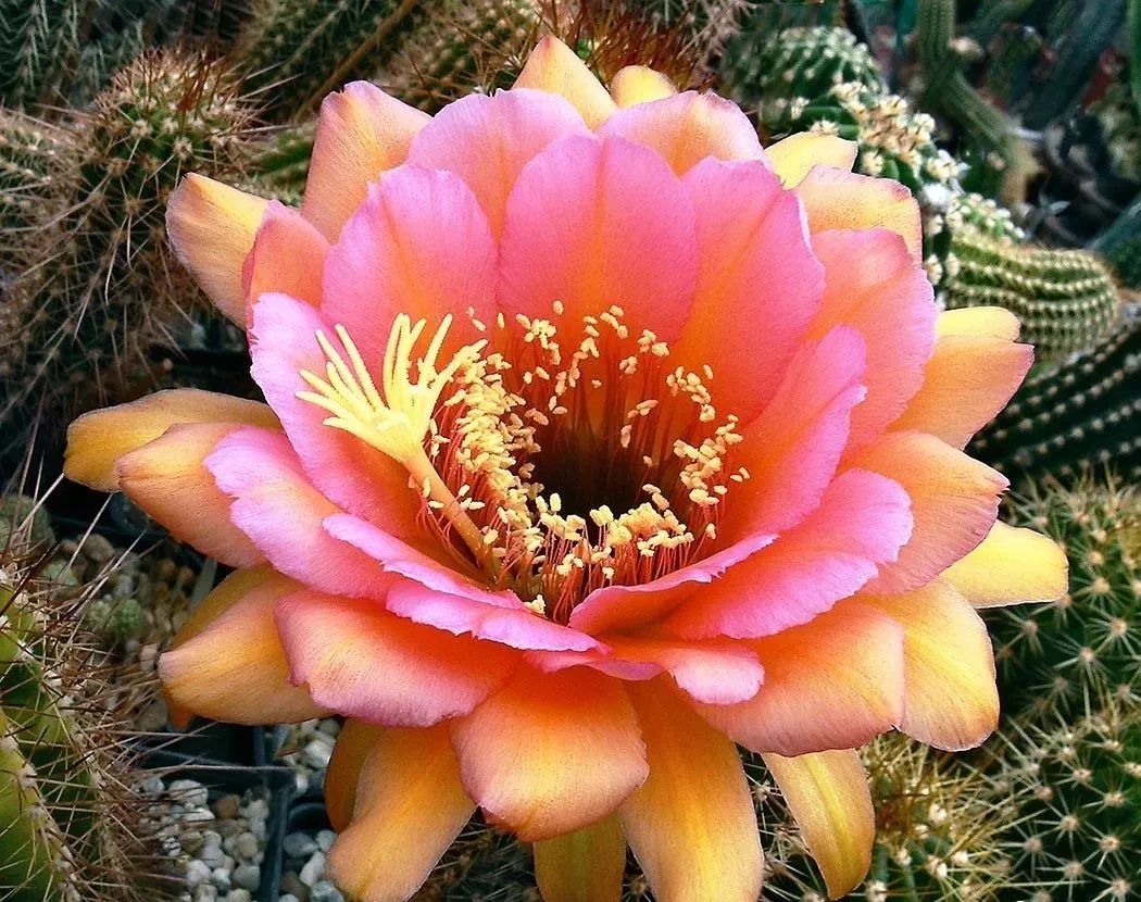 200种·仙人球开花图鉴，大开眼界，美到爆