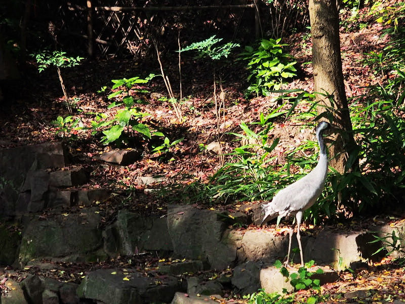 苏州值得去西园寺还是寒山寺,苏州寒山寺怎么去虎丘景区