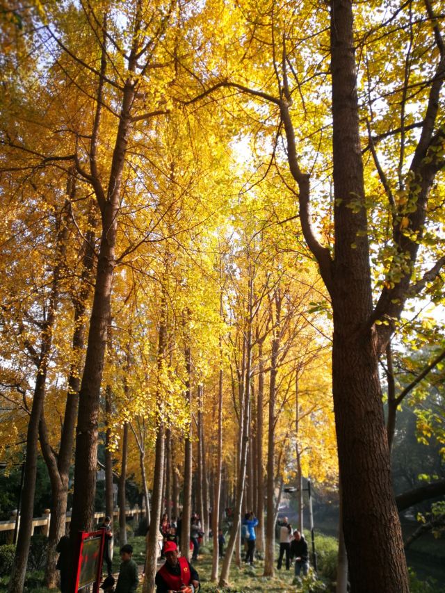 杭州周边赏秋好去处,杭州赏秋最佳攻略