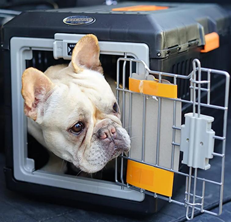 长途搬家宠物怎么带,长途搬家带宠物攻略