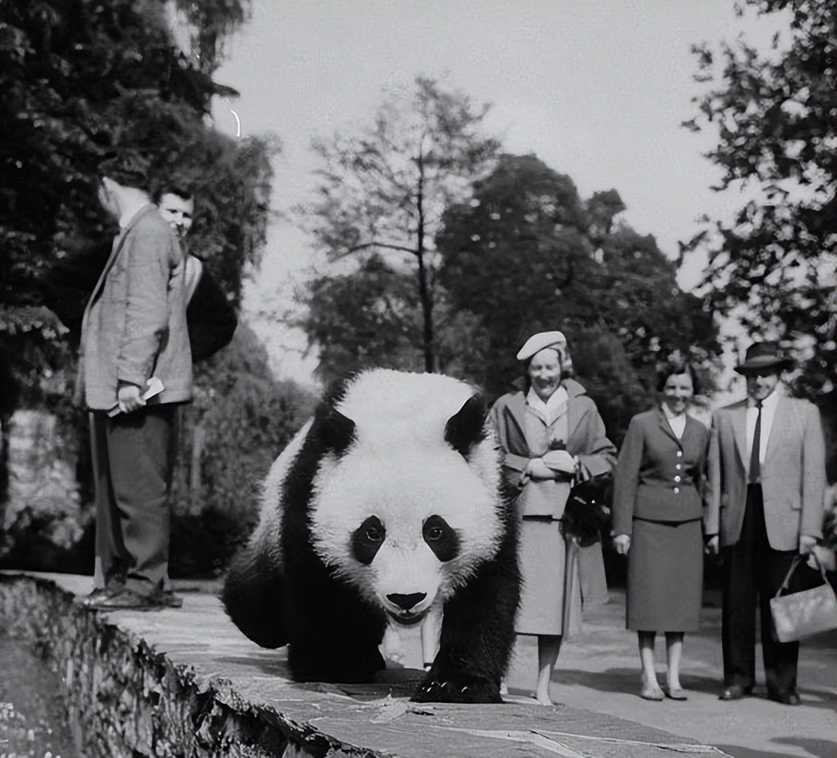 大熊猫丫丫出国前的样子,大熊猫丫丫还有几年回国