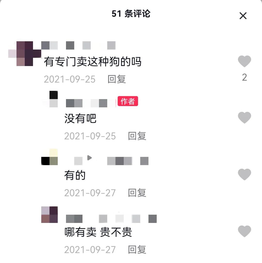 这样的阴间猫狗审美，早该翻车了