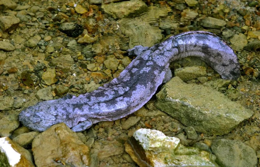 娃娃鱼像蝌蚪吗,娃娃鱼为什么叫娃娃