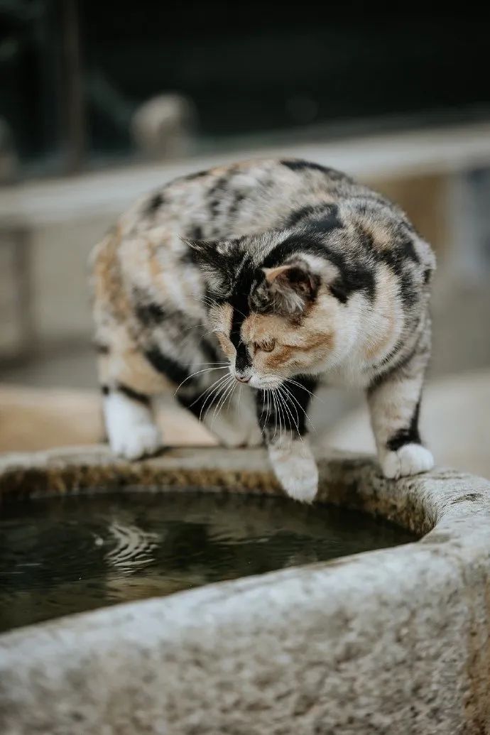 猫掉缸里怎么办,猫咪老是掉缸怎么办