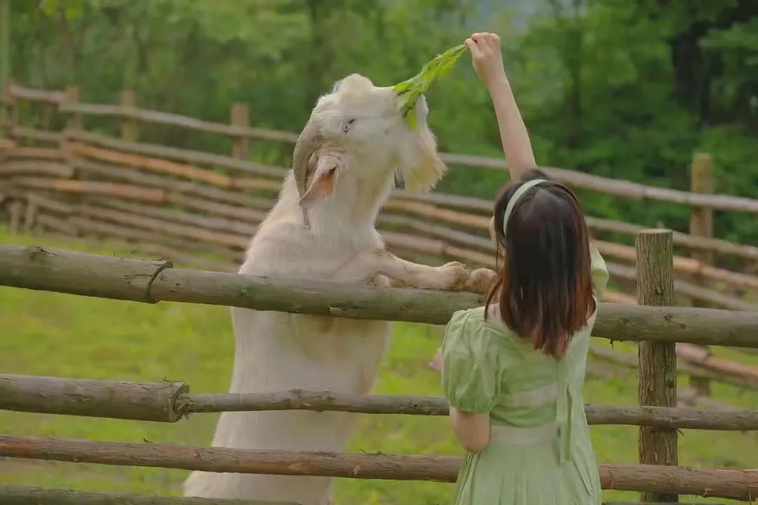 成都周边赏花烧烤一日游推荐免费,成都赏樱花露营