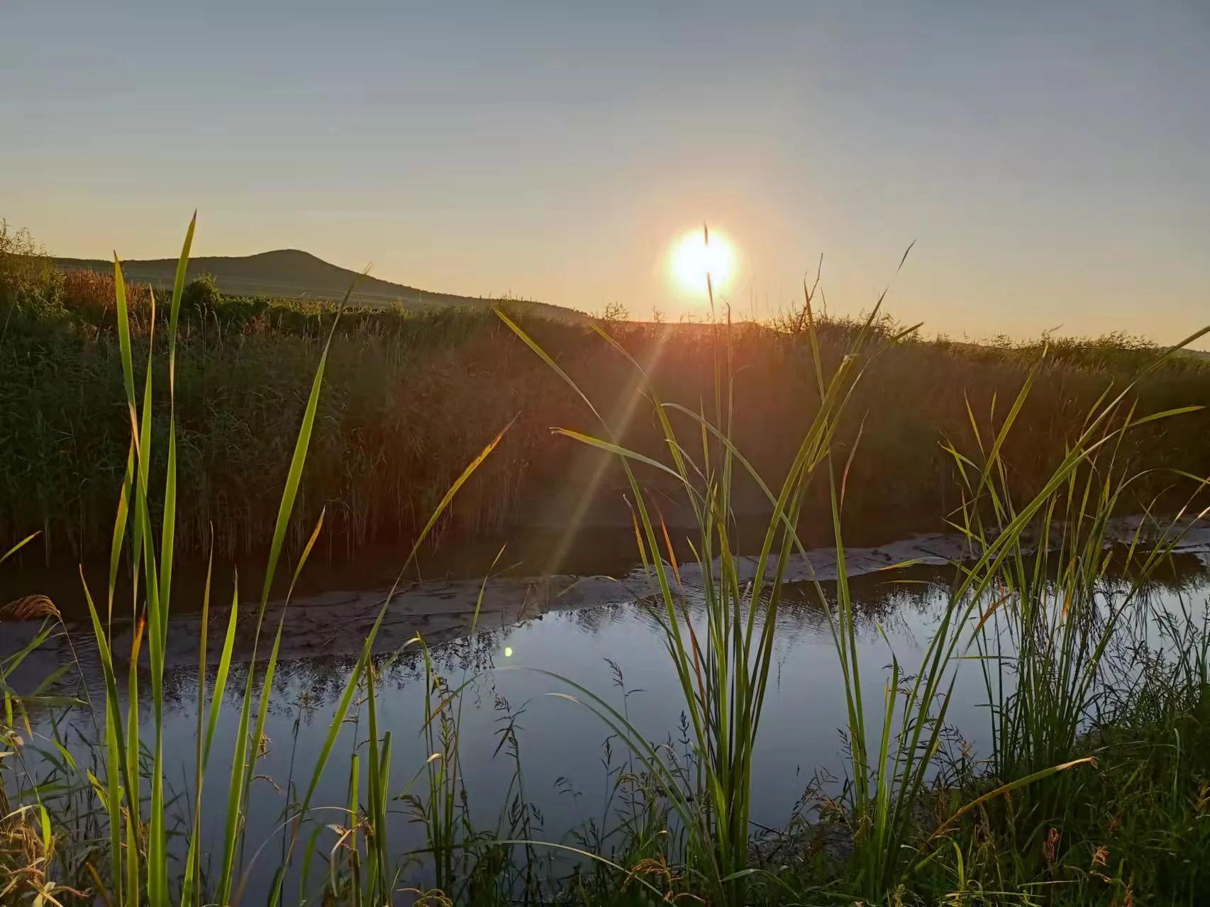 素心竹日记之稻田地补苗儿