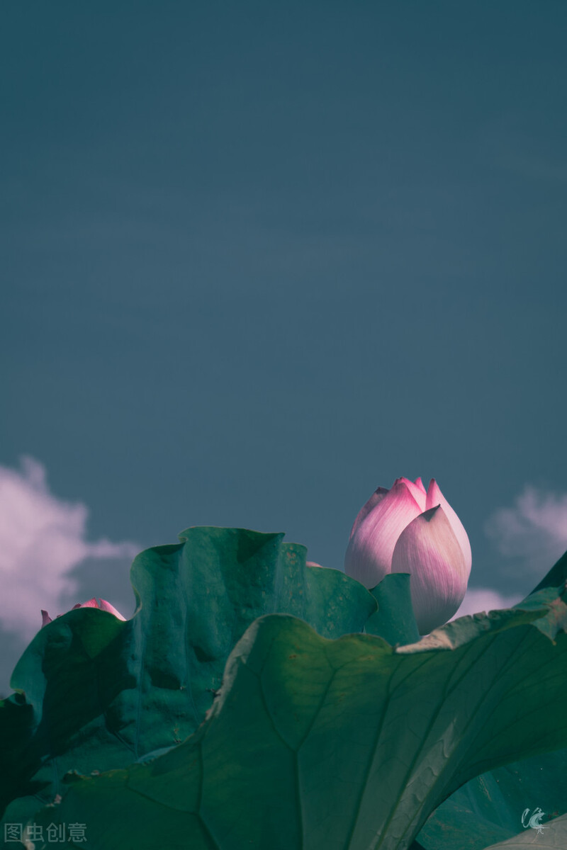 荷花图片禅意荷花,最美意境荷花图片大全