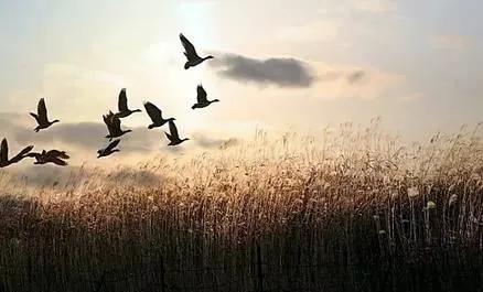 白露最怕什么气候,白露节气谚语预测冬天冷吗