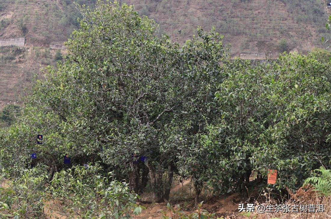 怎么挑生普洱茶,怎么样的普洱生茶才是好茶