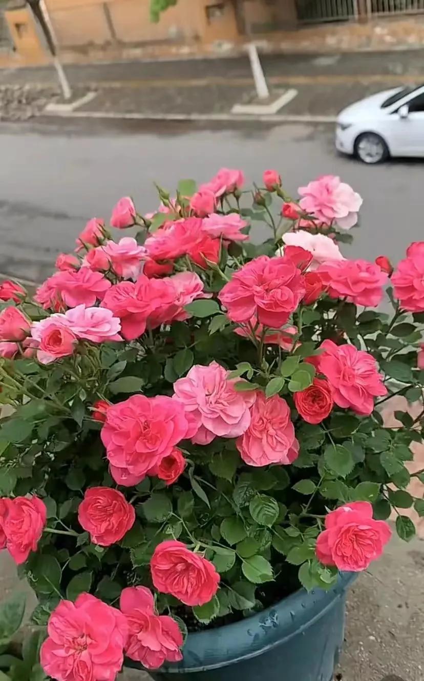 恋人印记,恋人烙印