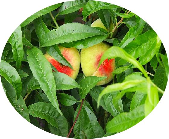 桃子精解说,桃子精万岁