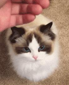 你想不到的冷知识系列7,1分钟带你了解关于布偶猫