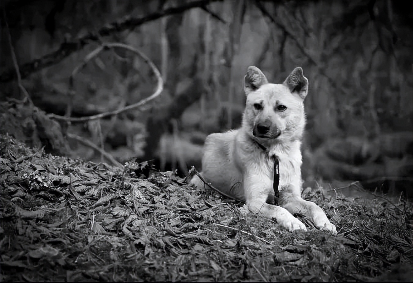 知青文摘｜梁云平：​坏鬼和“坏鬼”