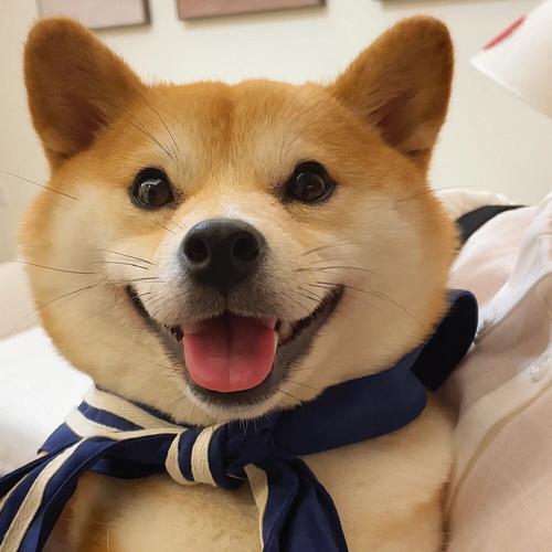 省心的狗狗排名前十名,让狗狗省心省力