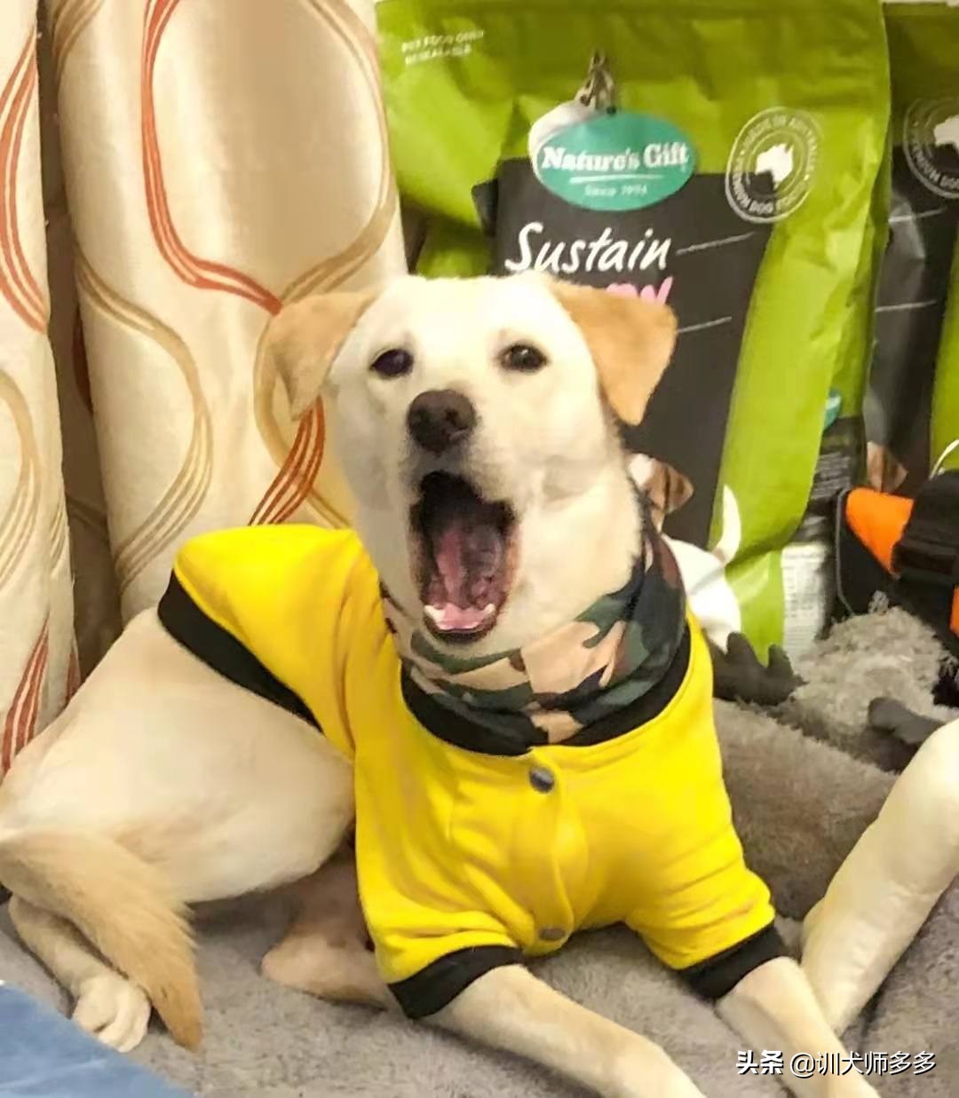 训狗乱叫教程从零开始,如何训犬防止狗狗乱叫教程