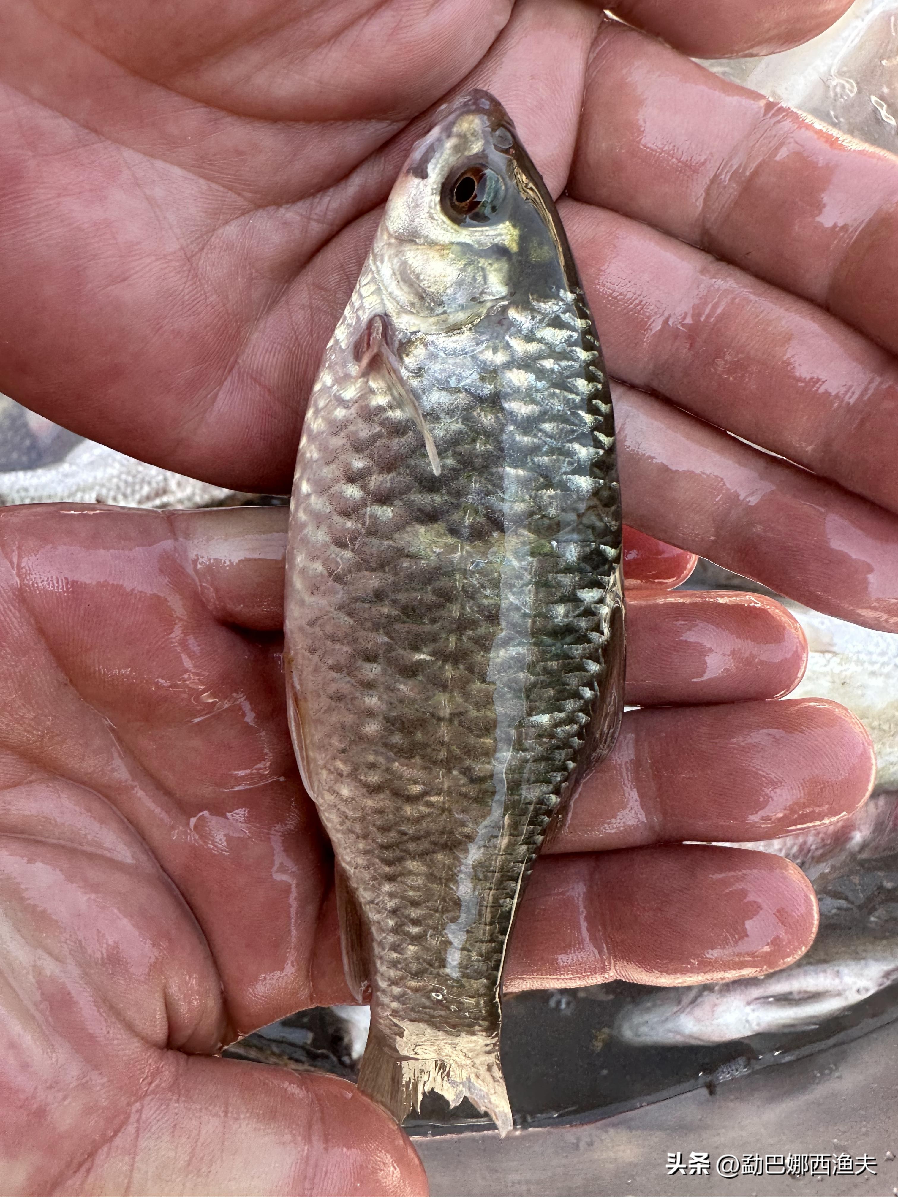 2020万峰湖野钓大罗非,万峰湖陇纳村野钓大罗非