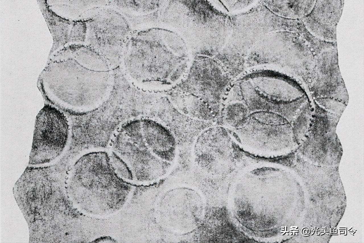 深海巨妖和北海巨妖,蓝鲸和北海巨妖谁更大