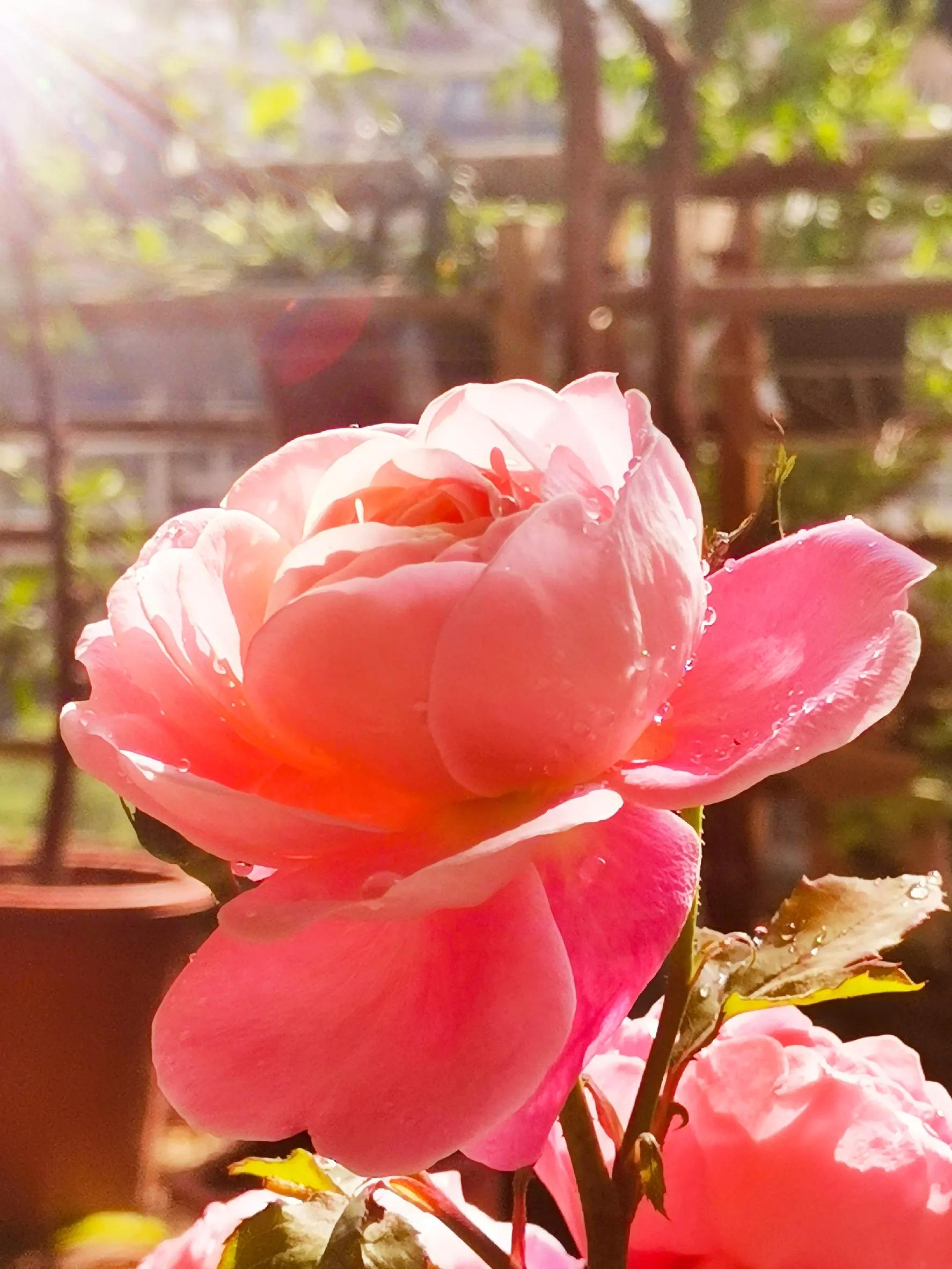 九月九重阳节烧香吗,九月九重阳节仙家