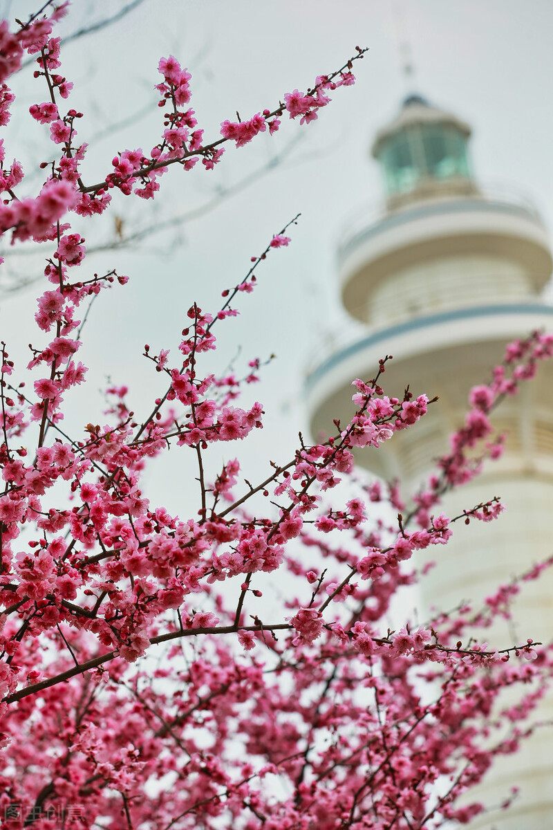 春天花的手机壁纸图片好看,春天图片唯美高清壁纸