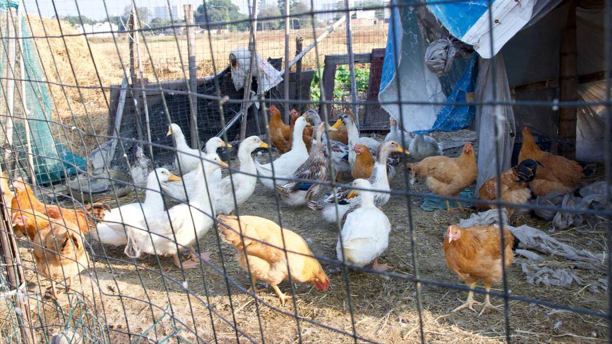 巨蟒为报恩守护十几年,96年海南巨蟒