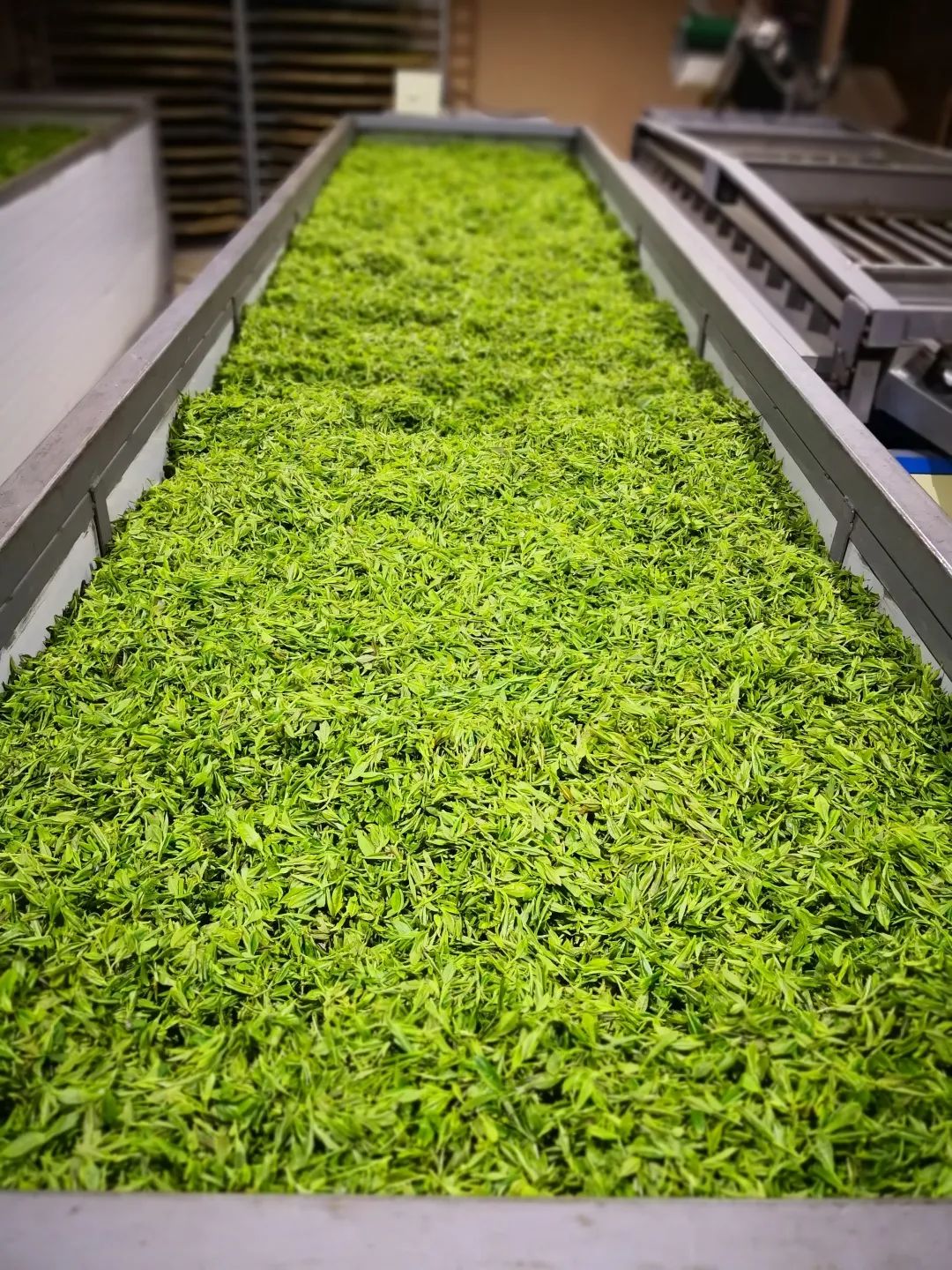 湖北茶的特点,楚国茶文化