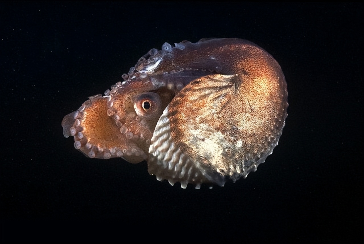 有些雄性动物交配后，为何会自断阴茎？一点后路也不给自己留么？