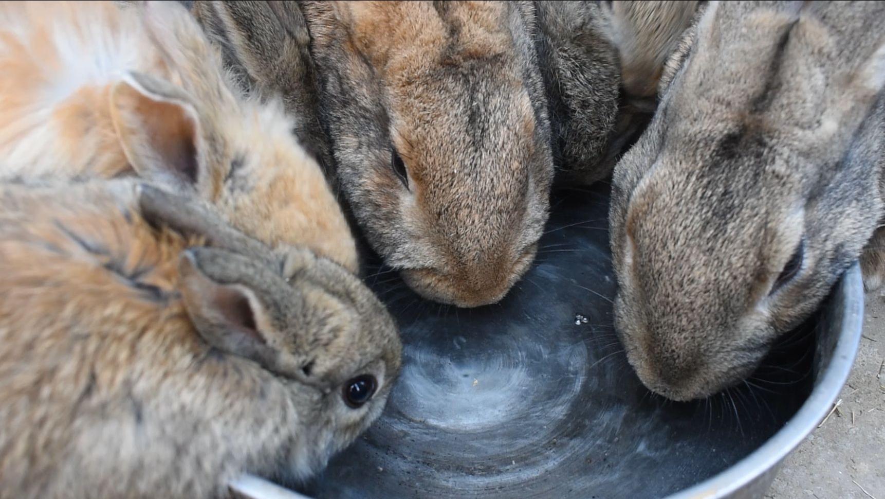 养殖场疾病,养殖兔子生病的状态和解决办法
